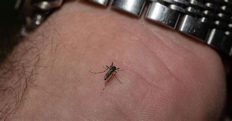 What to know about West Nile virus, the illness that sickened Dr .